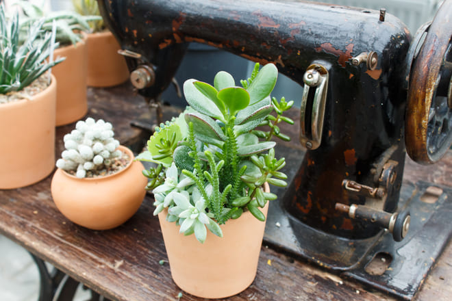 plantas-na-frente-de-uma-maquina-de-costura